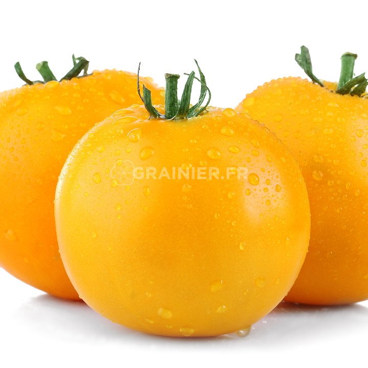 Golden tomato image